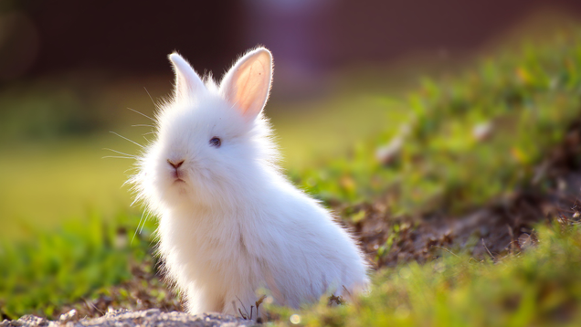 Illustration for article titled 4 Bunnies We Must Pet And 2 Bunnies We Must Eat